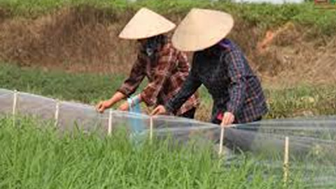 Tích cực diệt chuột bảo vệ lúa, màu vụ xuân