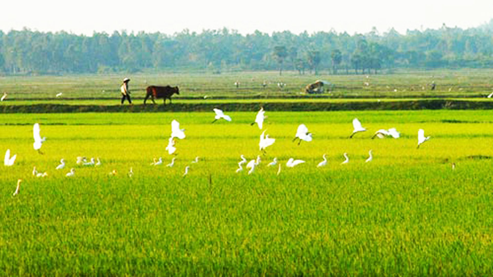 Đồng quê khe khẽ gọi mời