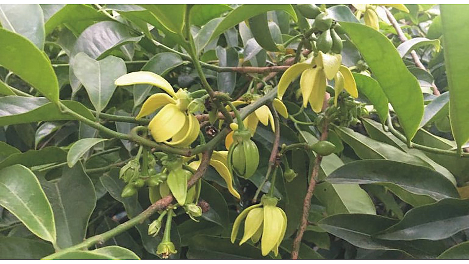 Mùa hoa móng rồng