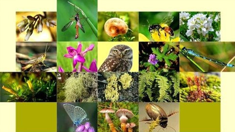 Hưởng ứng Ngày quốc tế đa dạng sinh học năm 2020