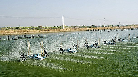 Phương pháp nuôi tôm mùa mưa