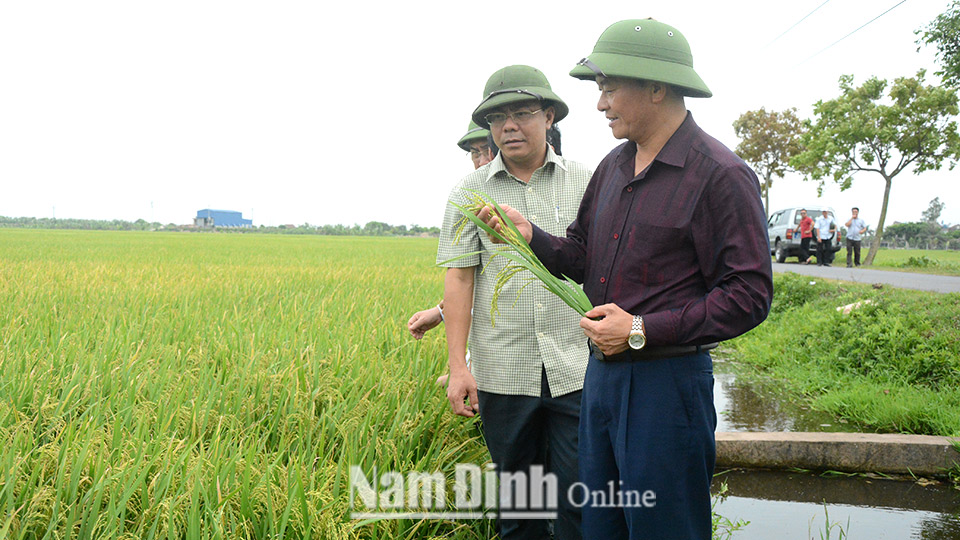 Đồng chí Phó Chủ tịch UBND tỉnh kiểm tra công tác phòng, trừ sâu bệnh và tái đàn lợn tại các địa phương