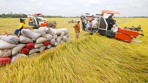 Thúc đẩy liên kết tiêu thụ lúa thương phẩm