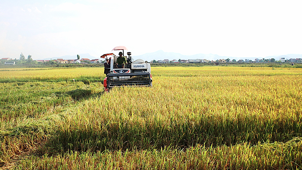 Toàn tỉnh đã thu hoạch trên 85% diện tích lúa xuân