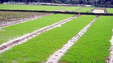 Kỹ thuật ngâm ủ lúa giống vụ mùa 2020