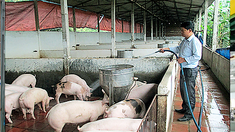 Tập trung phát triển chăn nuôi gia súc, gia cầm