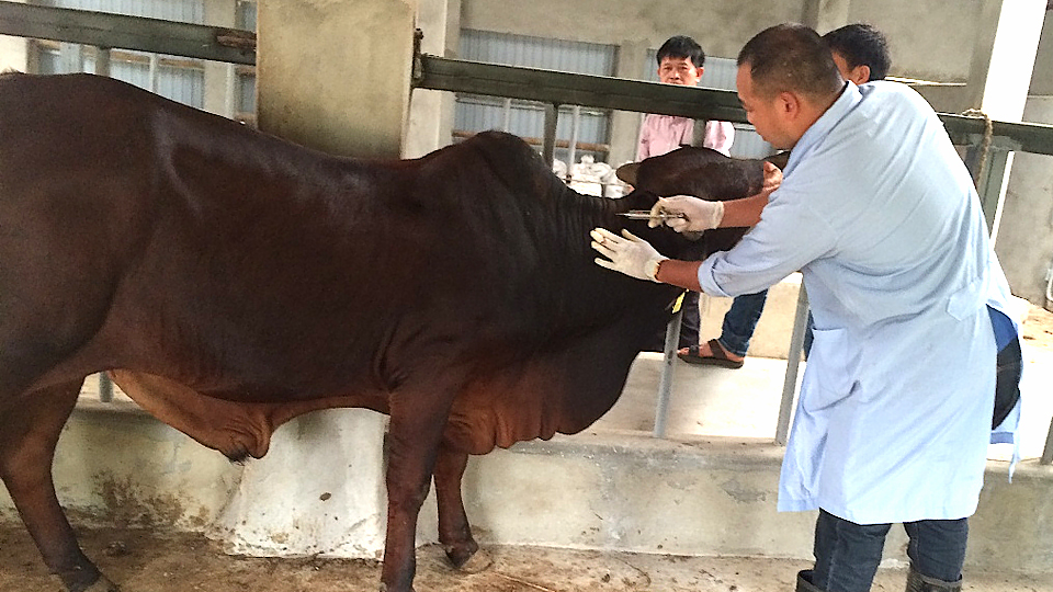 Bệnh tụ huyết trùng trâu bò và cách phòng trị