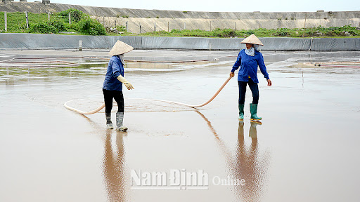 Đảm bảo an toàn nuôi ngao mùa nắng nóng
