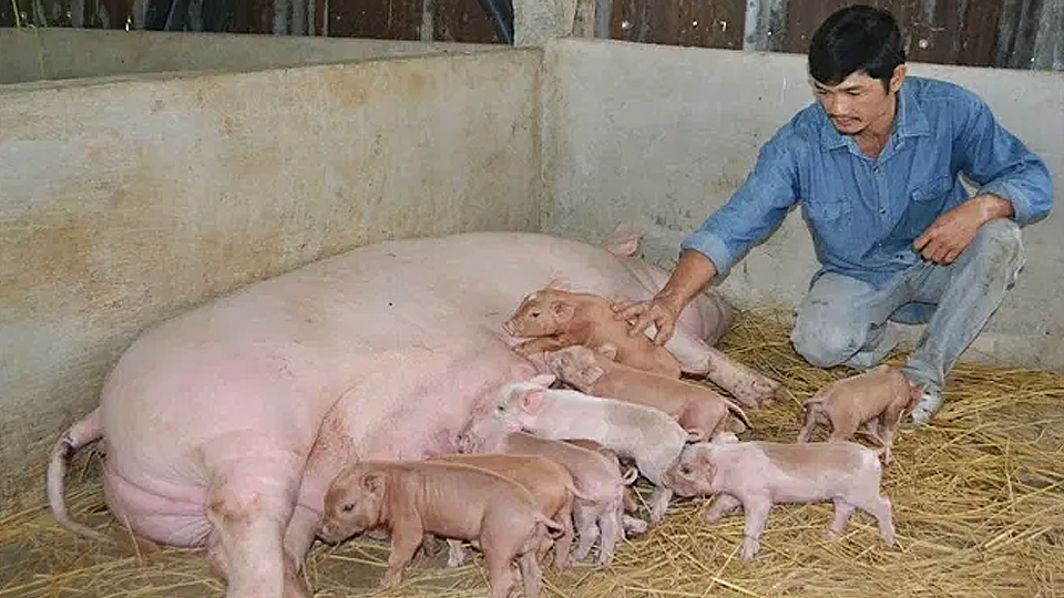 Kỹ thuật phát hiện lợn nái động dục và phối giống