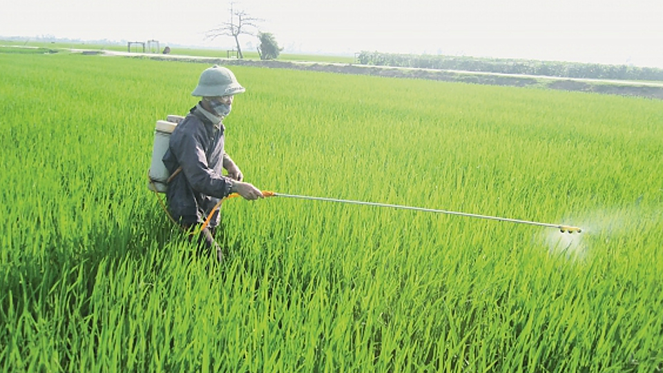 Tập trung phòng trừ sâu, bệnh bảo vệ lúa mùa