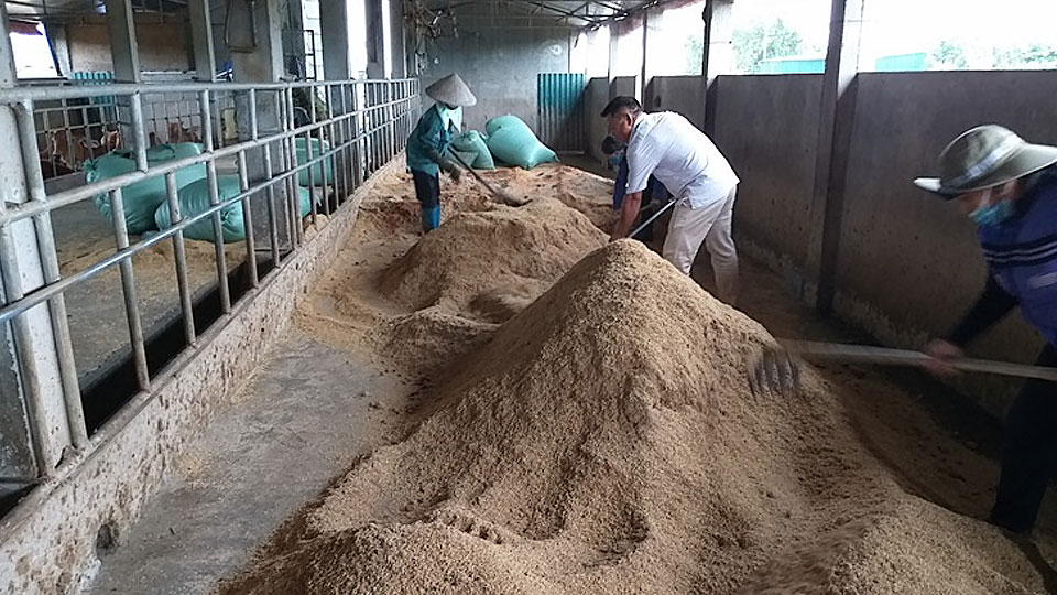 Kỹ thuật làm đệm lót sinh học cho bò nuôi thịt, vỗ béo bằng chế phẩm Emuniv