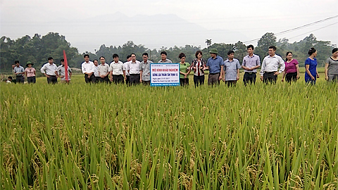 Dự báo thời tiết và thủy văn chiều và đêm 20 tháng 10 năm 2020 trên địa bàn tỉnh Nam Định