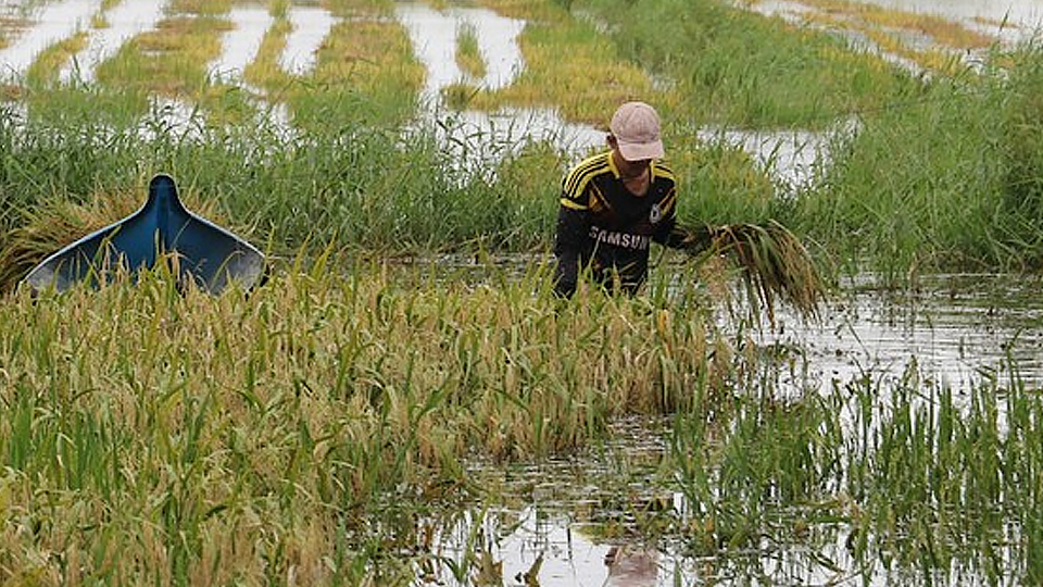 Cà Mau: Hơn 1.400ha lúa hè thu bị mất trắng