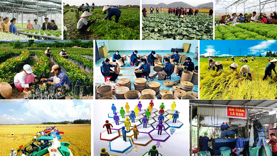 Quan tâm phát triển kinh tế tập thể, hợp tác xã