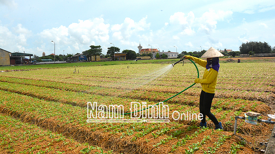 Bảo đảm nguồn nước phục vụ gieo trồng, chăm sóc cây vụ đông