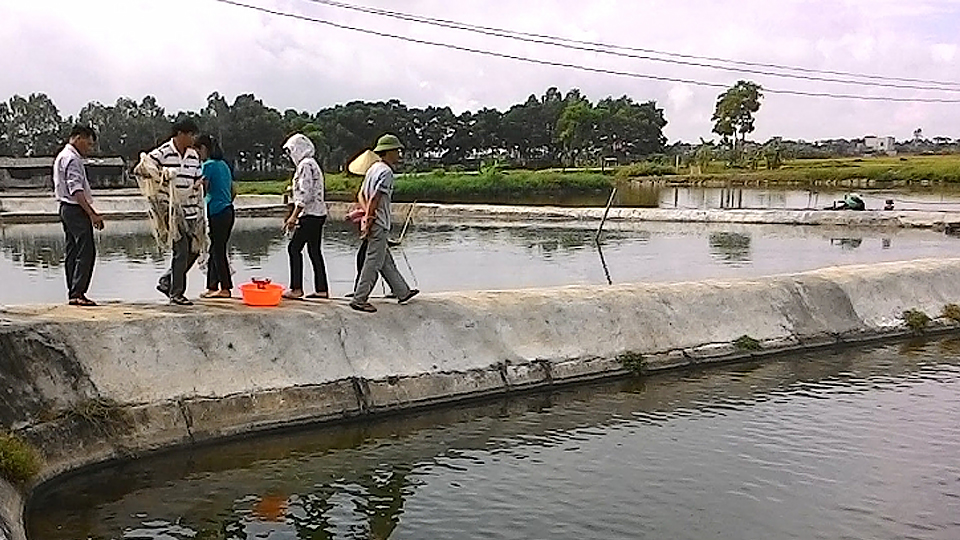 Một số biện pháp kỹ thuật nuôi cá rô phi đơn tính đực qua đông