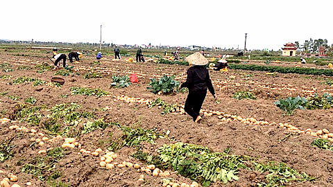 Kinh nghiệm trồng khoai tây vụ đông