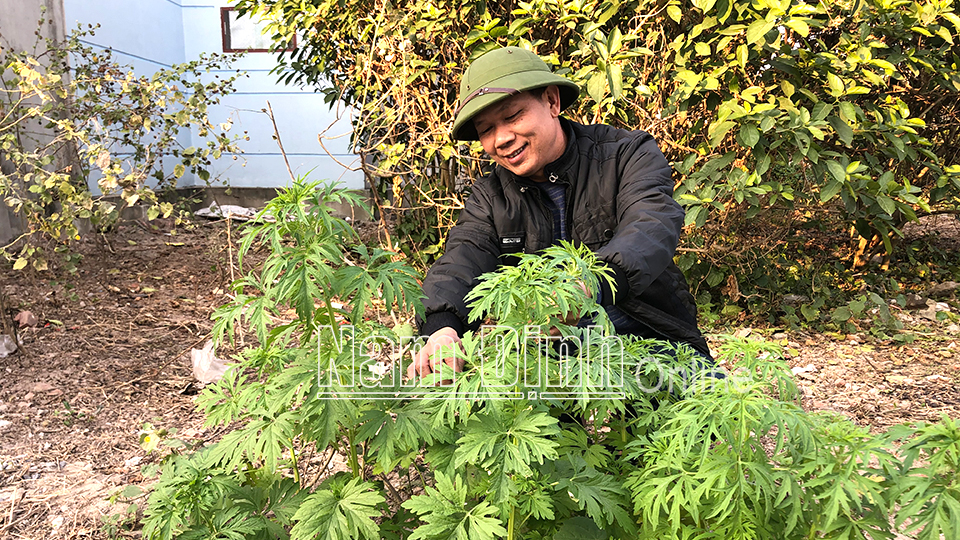 Bảo tồn, phát triển cây dược liệu