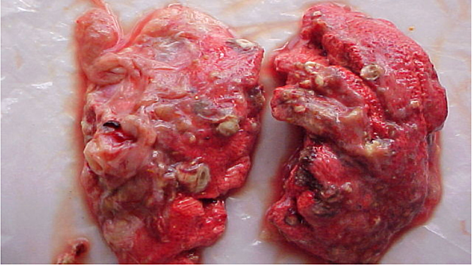 Bệnh nấm phổi trên gia cầm và cách phòng trị