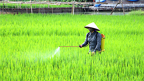 Phòng, trừ rầy hại lúa xuân