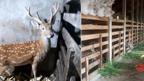 Nghệ An: Khôi phục, phát triển nghề nuôi hươu