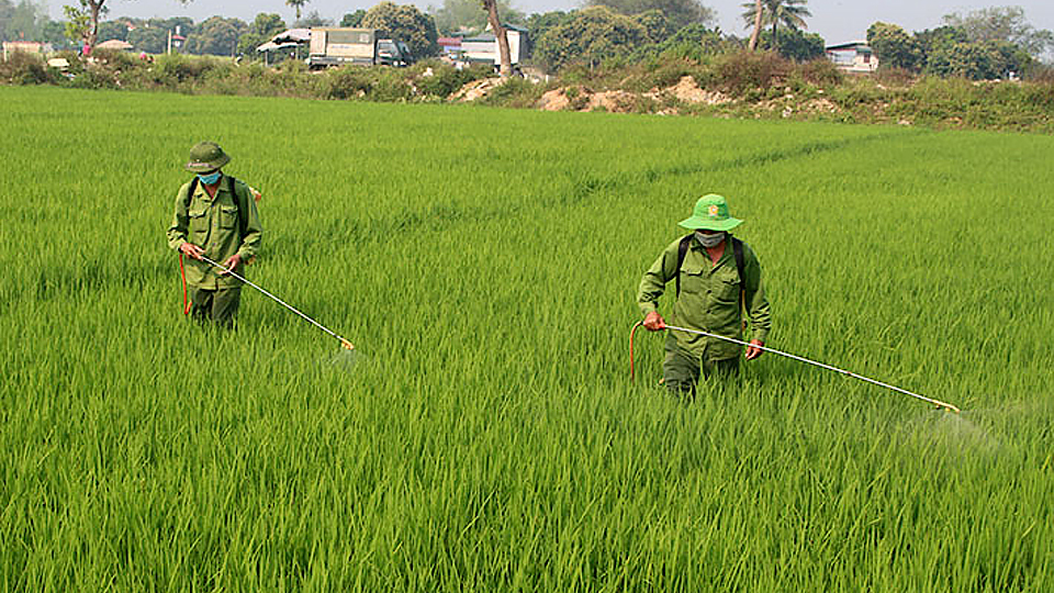 Chủ động phòng trừ bệnh đạo ôn trên lúa xuân