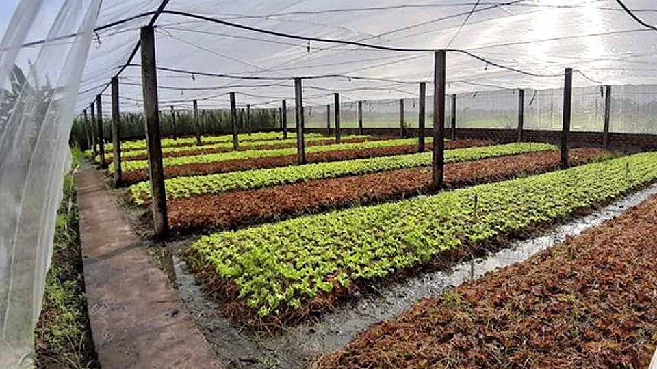 Lưu ý trồng rau màu trong nhà lưới