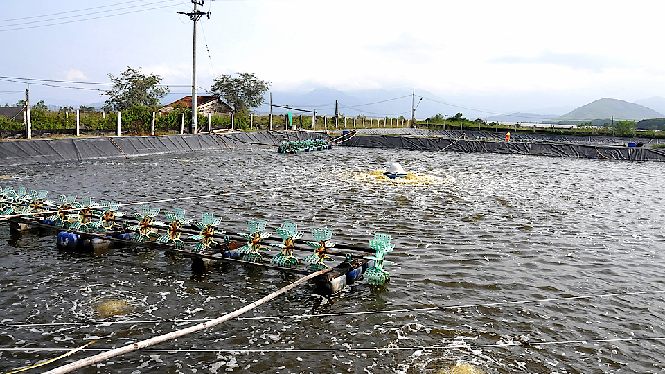 Một số tiến bộ kỹ thuật nuôi tôm nước lợ đạt hiệu quả cao