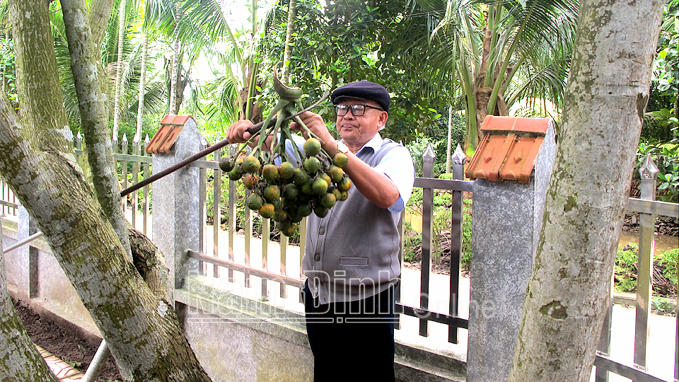 Nghề trồng cau ở Hải Ðường