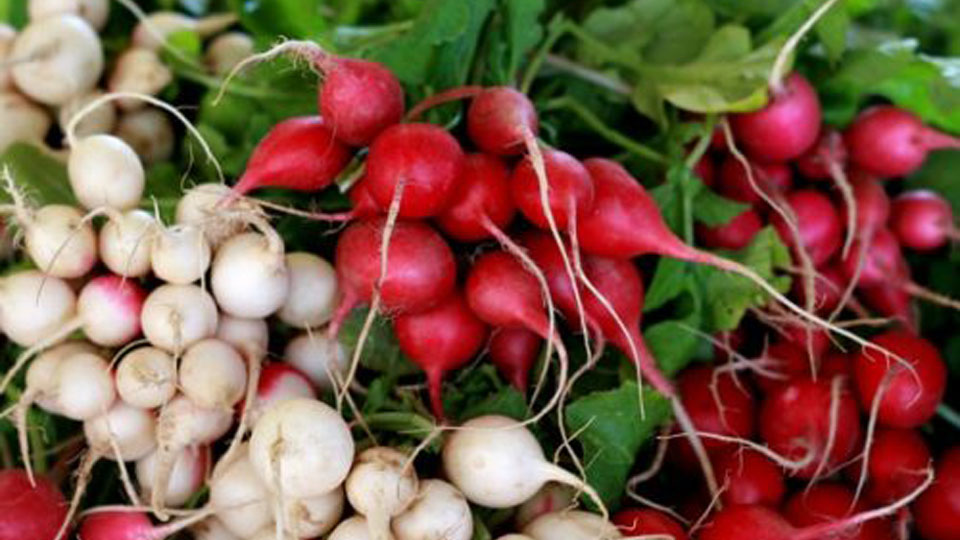 8 dược thiện từ củ cải hỗ trợ trị bệnh mùa lạnh