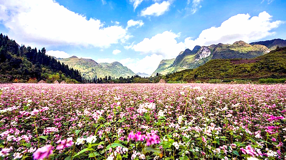 Lễ hội Hoa tam giác mạch năm 2021 tổ chức qua ứng dụng công nghệ số