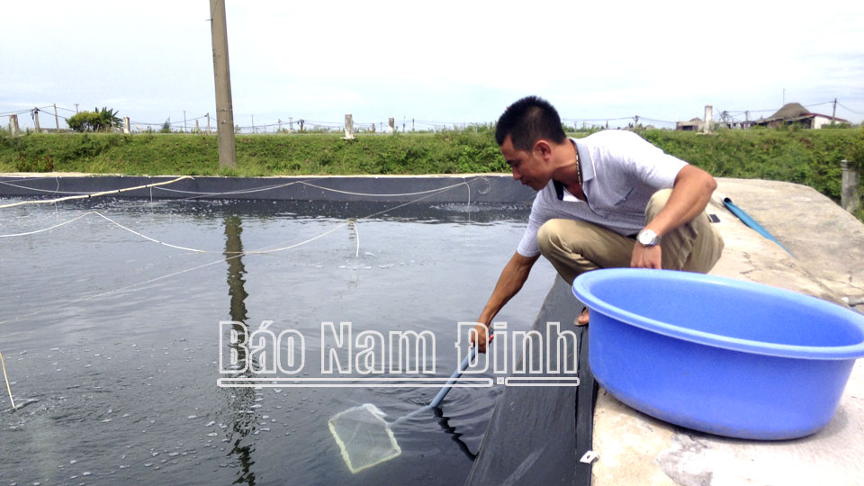 Tập trung nuôi thả tôm vụ cuối năm