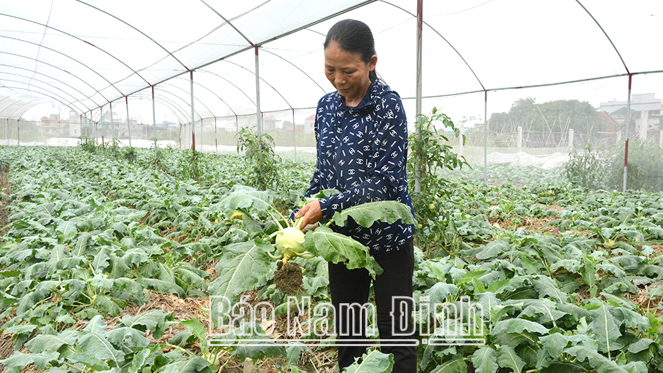 Gia tăng hợp tác phát triển sản xuất nông nghiệp theo công nghệ Nhật Bản