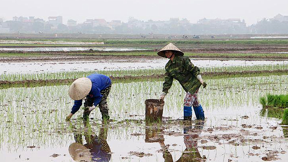 Khẩn trương hoàn thành gieo cấy và triển khai biện pháp chăm sóc, bảo vệ cây lúa Xuân