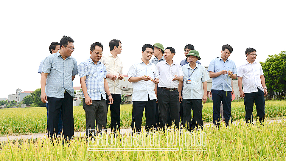 Đồng chí Phó Chủ tịch Thường trực UBND tỉnh kiểm tra sản xuất vụ xuân năm 2022