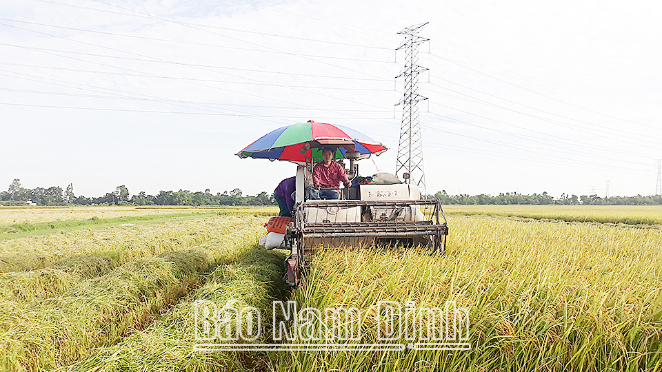 Tiếp nối những vụ lúa xuân thắng lợi