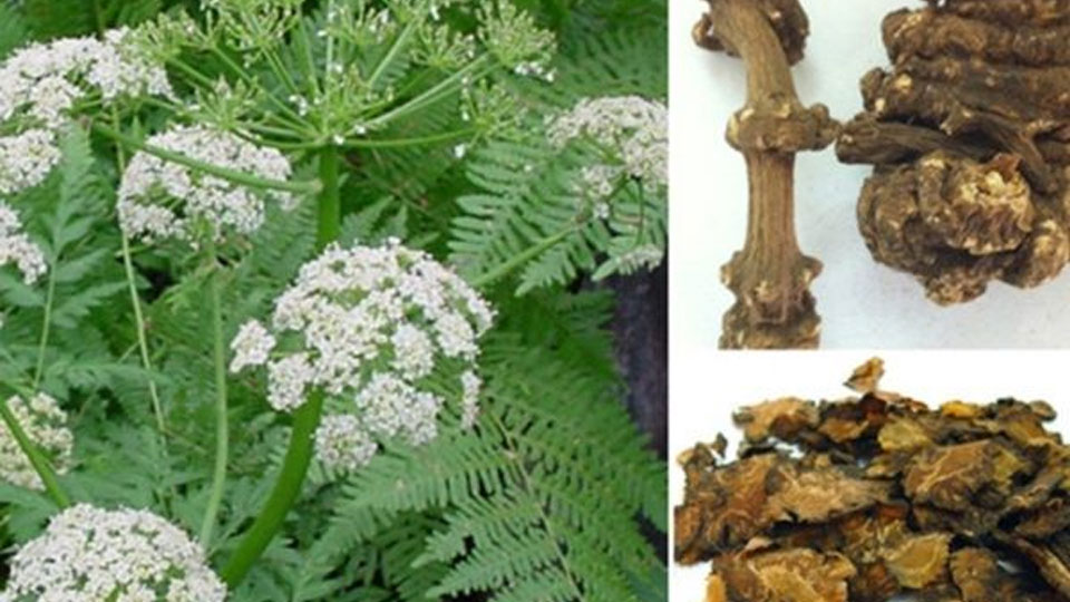 2 bài thuốc trị hoa mắt, chóng mặt