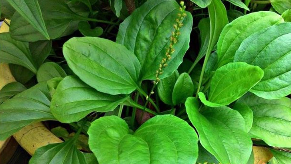 3 thảo dược có tác dụng giải độc gan