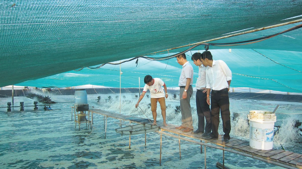 Cả nước hiện có 51 cơ sở sản xuất giống cá biển