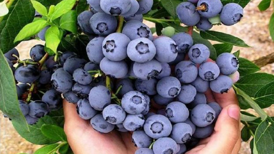 5 thực phẩm hàng đầu nên ăn để có sức khỏe não bộ tốt hơn