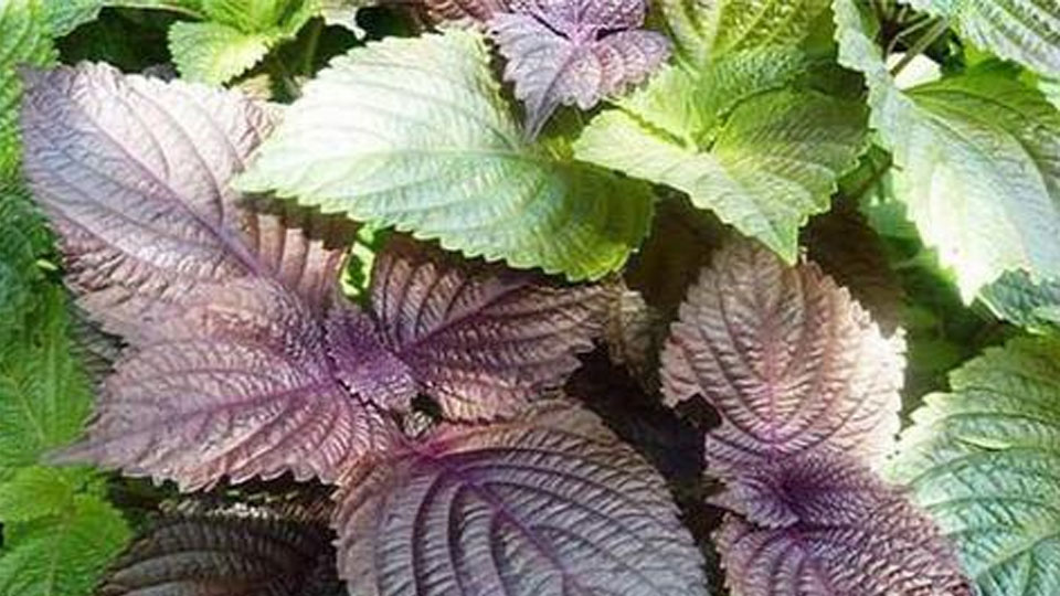 11 bài thuốc từ cây tía tô chữa bệnh thường gặp