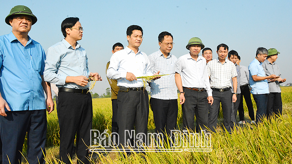 Đồng chí Phó Chủ tịch Thường trực UBND tỉnh kiểm tra sản xuất vụ mùa, vụ đông