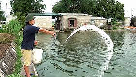Phòng bệnh cho cá trong thời điểm giao mùa
