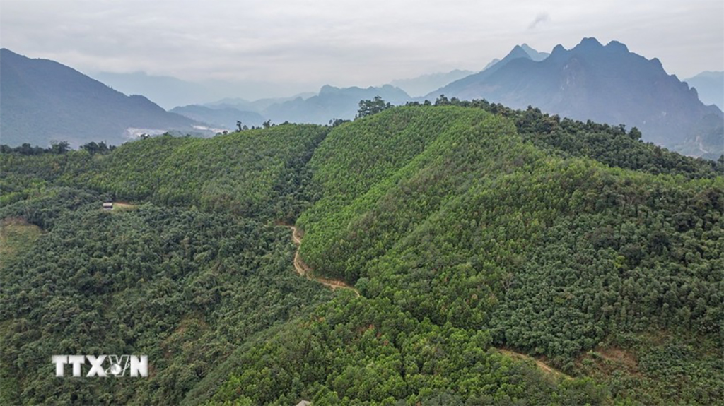 The World Bank agrees to purchase an additional 1 million tonnes of CO2 as excess greenhouse gas emission reductions in the north-central region. (Photo: VNA)
