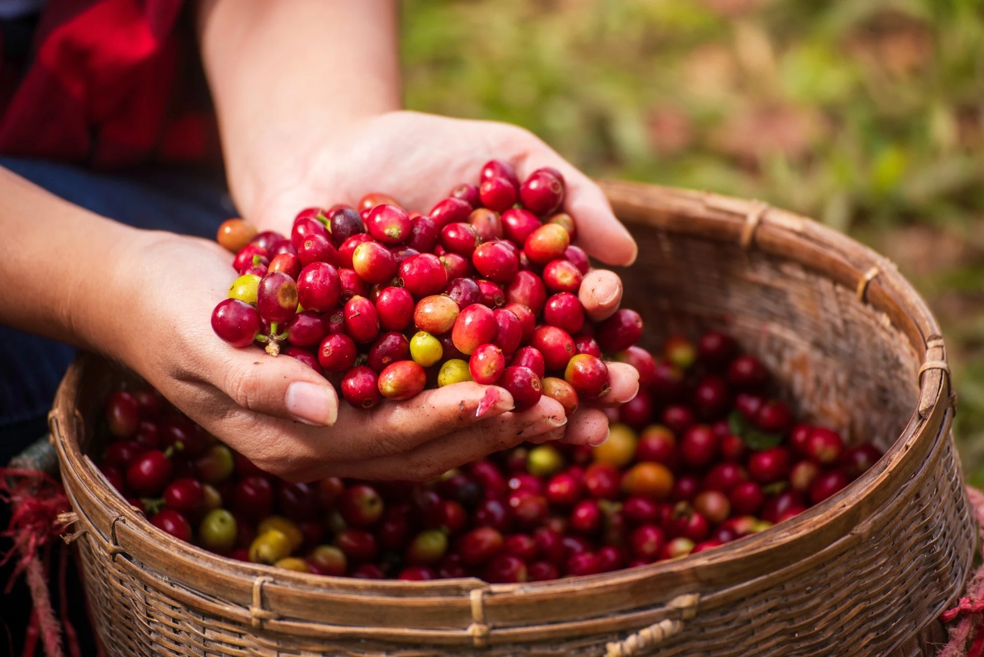 Giá cà phê hôm nay 7/10: Tăng phiên thứ 3 liên tiếp, robusta chạm đỉnh 6 tuần