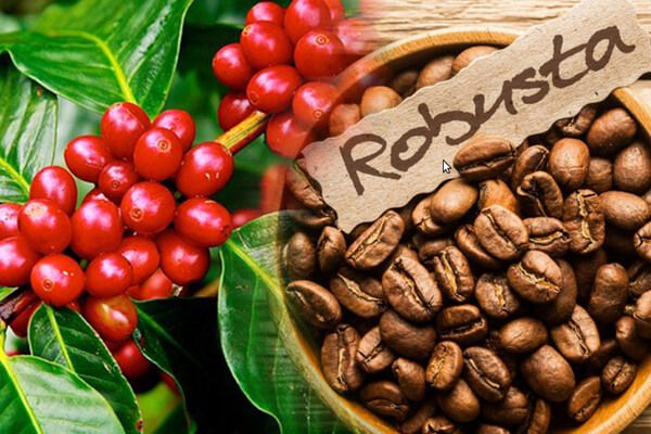 Giá cà phê hôm nay 14/10: Diễn biến trái chiều, robusta giảm