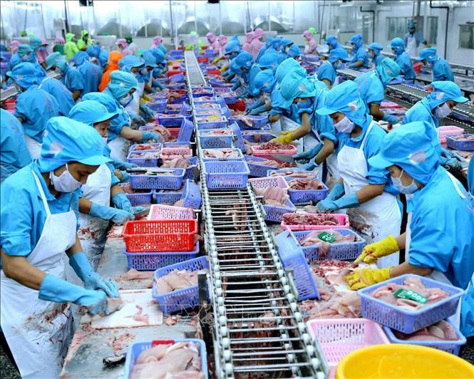 Processing catfish for export at the Southern Fisheries Industries Company Ltd. plant in Can Tho city. (Photo: VNA)