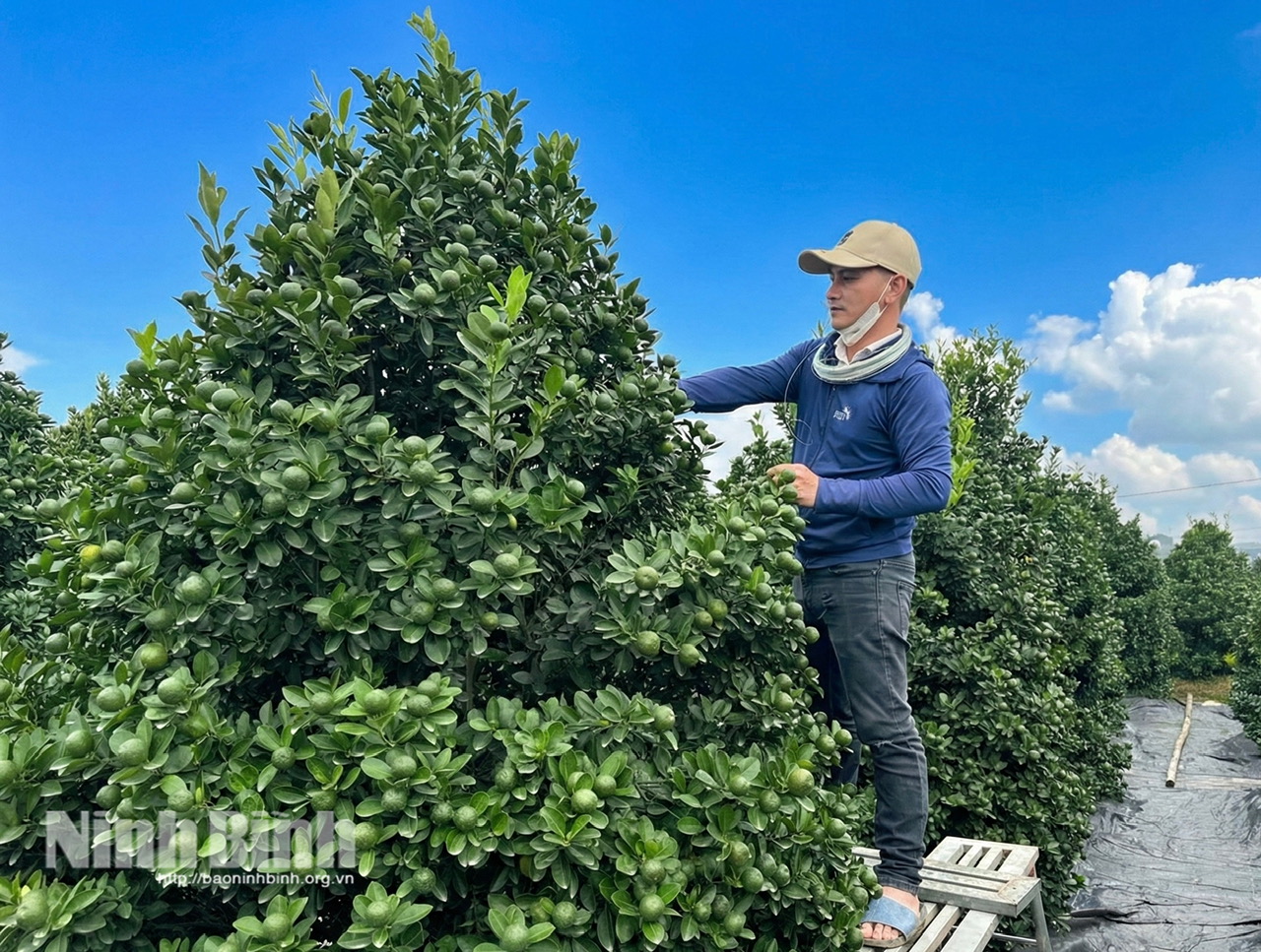 A grower shapes kumquat trees in a garden in Vi khe ward.