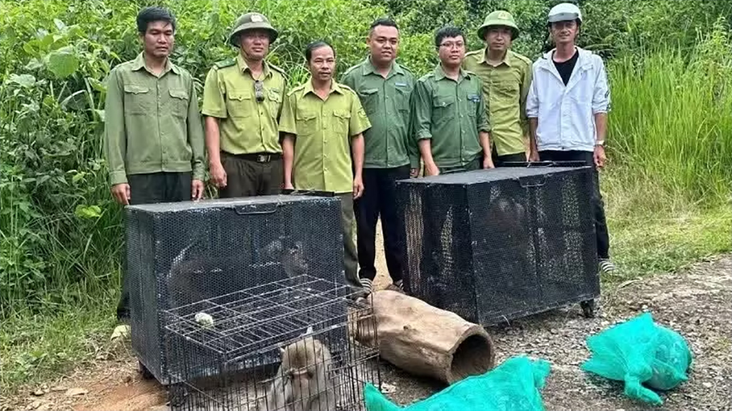 Protected wildlife are released back into their natural habitat at Chu Yang Sin National Park.