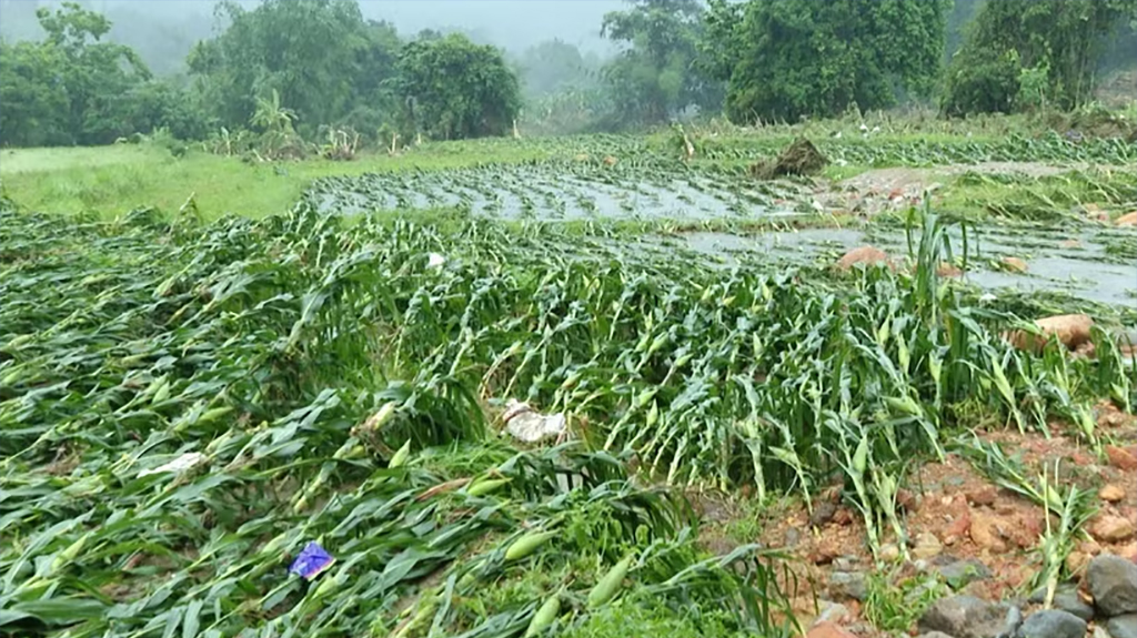 Large areas of crops are flattened and damaged following heavy rain from the night of May 18 into the early hours of May 19, 2026. (Photo published by VNA)